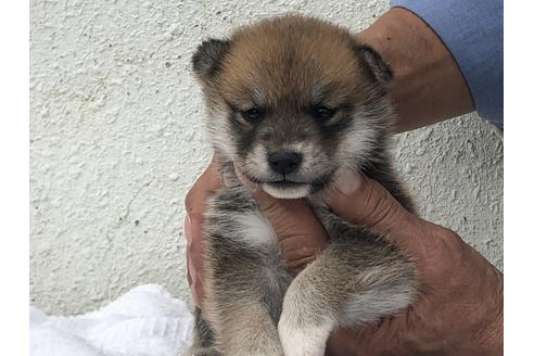 成約済の愛知県の柴犬-123108の1枚目