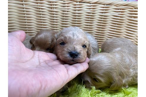 成約済の秋田県のマルプー:マルチーズ×トイプードル-123228の1枚目