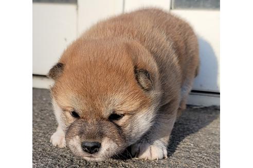 成約済の埼玉県の柴犬-124463の7枚目