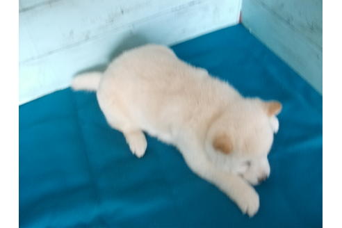 成約済の埼玉県の柴犬-124497の4枚目