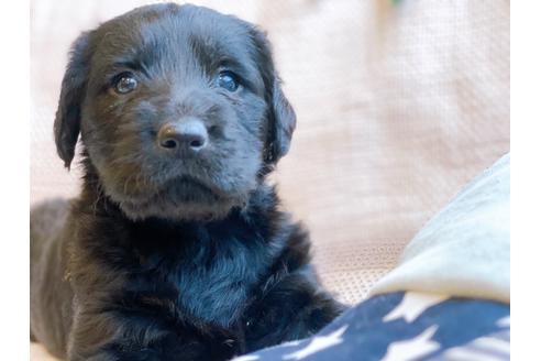 成約済の石川県のその他の犬種-124583の1枚目