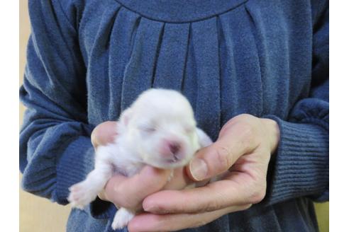 成約済の愛知県のポメラニアン-126413の4枚目