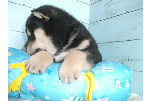 成約済の埼玉県の柴犬-126632の4枚目