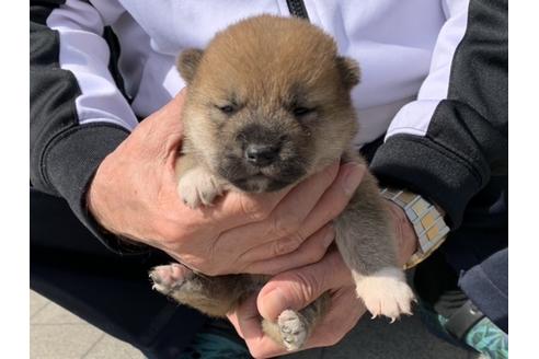 成約済の長崎県の柴犬-127742の3枚目