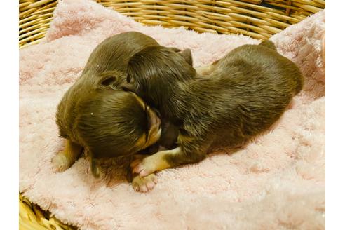 成約済の福岡県のチワワ(ロングコート)-128604の2枚目