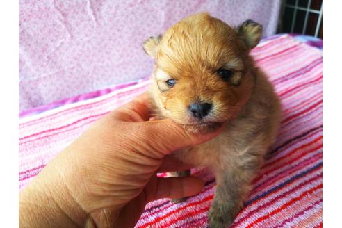 成約済の栃木県のポメラニアン-128657の2枚目