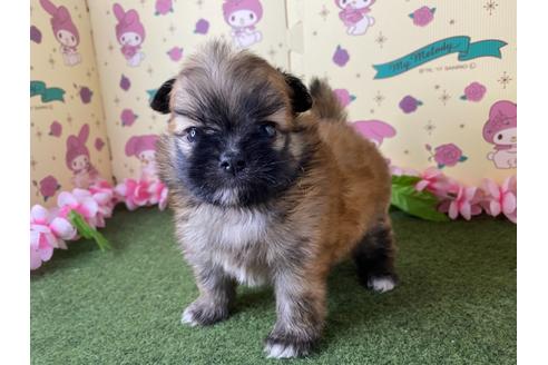 成約済の栃木県のミックス犬-128416の1枚目