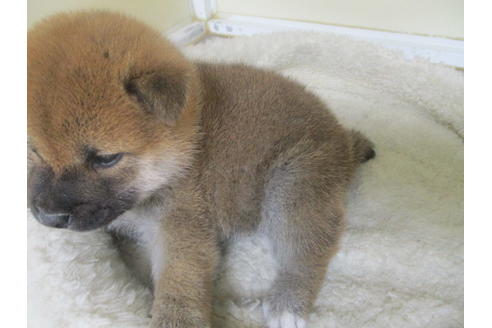 成約済の岡山県の柴犬-127915の4枚目