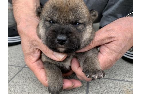 成約済の長崎県の柴犬-133522の1枚目