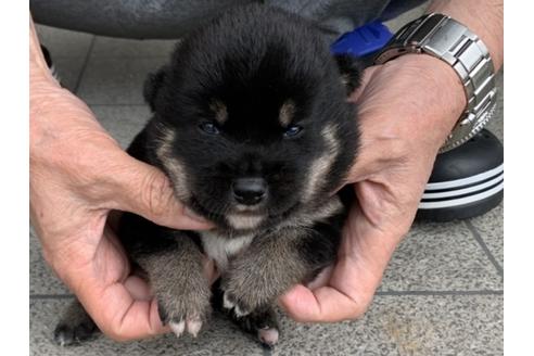 成約済の長崎県の柴犬-133527の5枚目