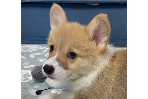 東京都でウェルシュコーギーペンブロークの子犬を探す ブリーダーナビ