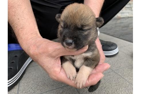 成約済の長崎県の柴犬-134564の4枚目