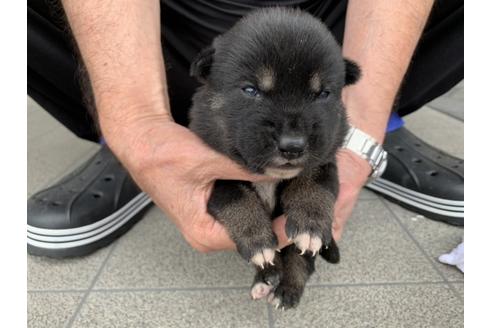 成約済の長崎県の柴犬-134568の4枚目