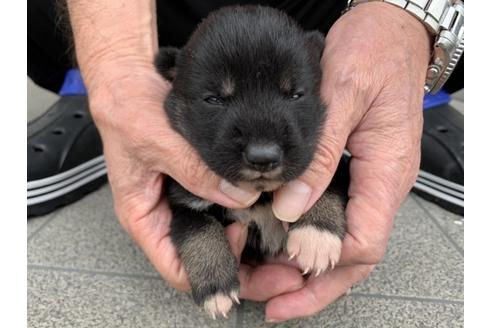 成約済の長崎県の柴犬-134573の5枚目