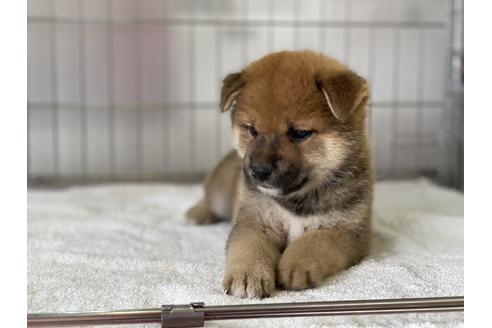 成約済の岡山県の柴犬-136194の2枚目