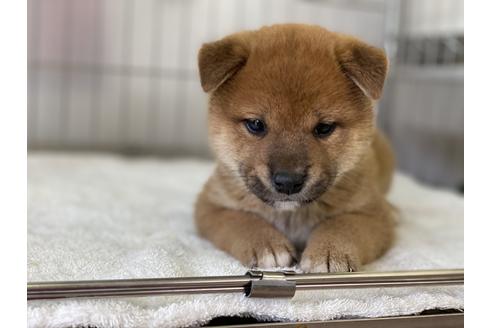 成約済の岡山県の柴犬-136197の5枚目