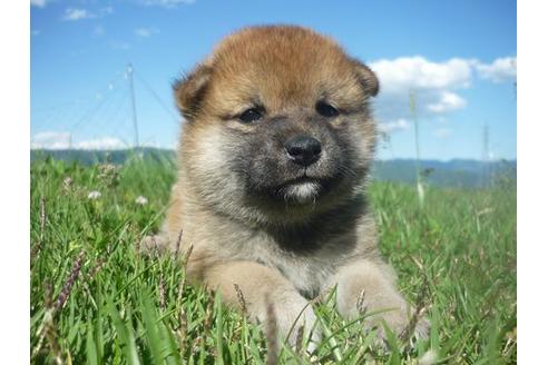 成約済の長野県の柴犬-137083の3枚目