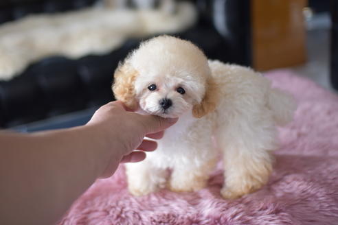 成約済の茨城県のタイニープードル-137642の6枚目