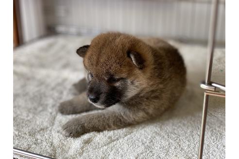 成約済の岡山県の柴犬-135112の6枚目