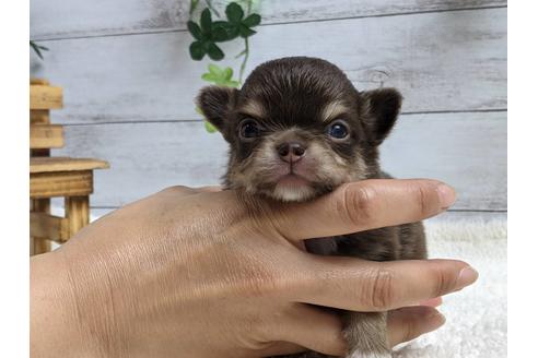 成約済の静岡県のチワワ(ロングコート)-139202の1枚目