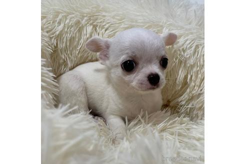 徳島県のロングコートチワワ 女の子 21 05 10生まれ ほぼ真っ白 なスムースガール 子犬id ブリーダーナビ