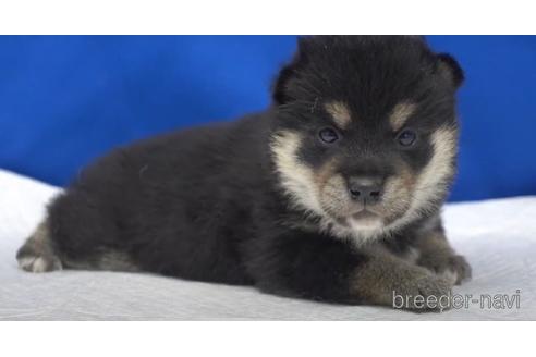 成約済の愛知県の柴犬-140192の1枚目