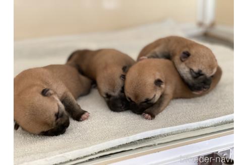 成約済の岡山県の柴犬-140407の4枚目