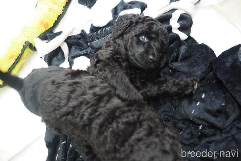 成約済の東京都のミックス犬-138220の8枚目