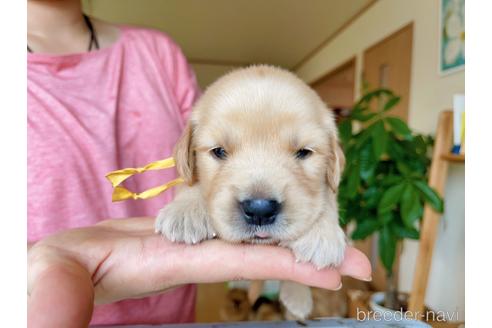 成約済の岐阜県のゴールデンレトリーバー-140577の5枚目