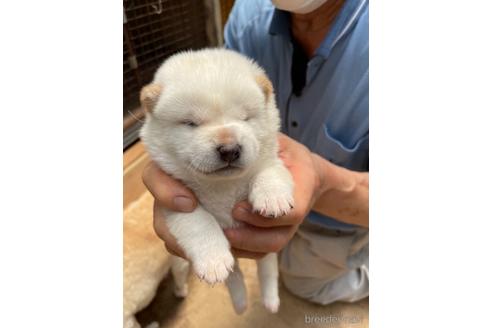 成約済の広島県の柴犬-140830の3枚目