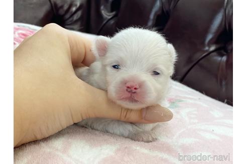 成約済の香川県のポメラニアン-140929の1枚目