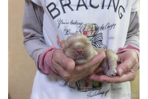 成約済の愛知県のアメリカンコッカースパニエル-141278の12枚目