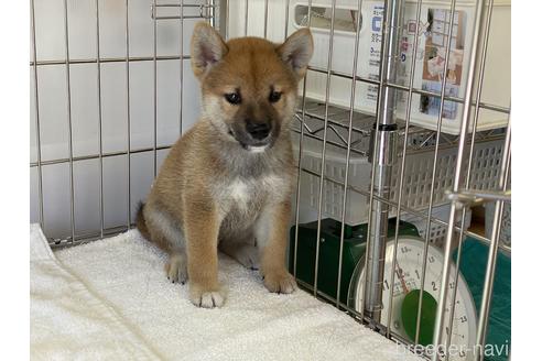 成約済の岡山県の柴犬-139952の18枚目