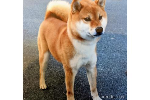 成約済の三重県の柴犬-143884の2枚目