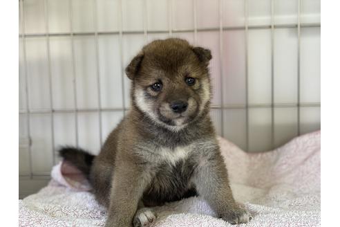 成約済の岡山県の柴犬-144078の1枚目