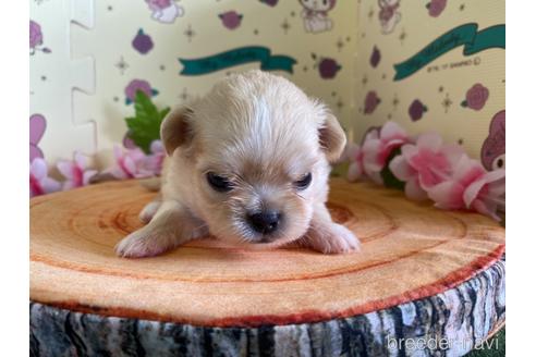 成約済の栃木県のミックス犬-144371の7枚目