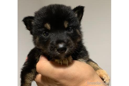 成約済の静岡県の豆柴-144094の1枚目