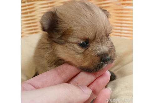 成約済の愛知県のポメラニアン-144735の2枚目