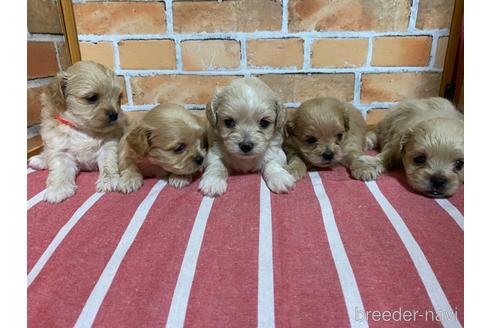 成約済の福岡県のミックス犬-145712の3枚目