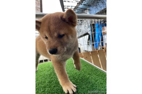 成約済の広島県の柴犬-140840の1枚目