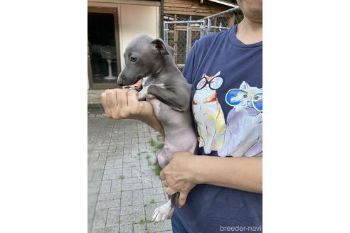 成約済の静岡県のイタリアングレーハウンド(イタグレ)-146548の2枚目