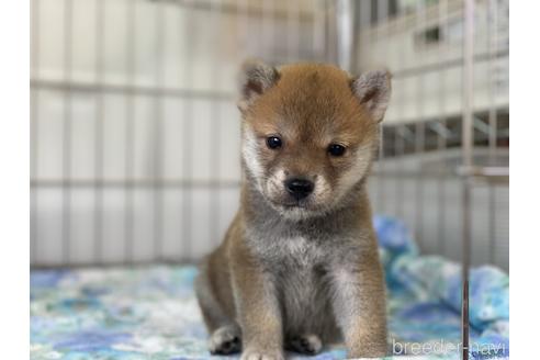 成約済の岡山県の柴犬-146730の1枚目