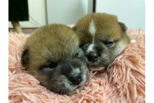 成約済の滋賀県の柴犬-147369の5枚目