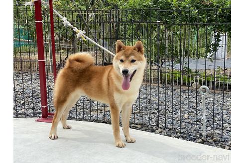 成約済の岡山県の柴犬-147894の5枚目