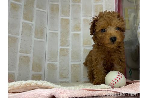 成約済の東京都のトイプードル-146957の5枚目