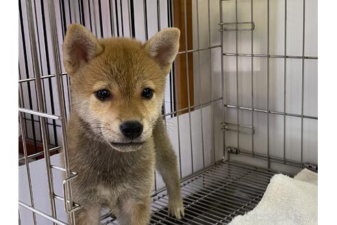 成約済の岡山県の柴犬-148877の2枚目