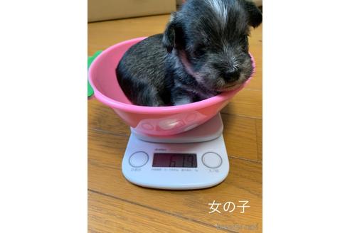 成約済の山口県のミックス犬-149084の1枚目