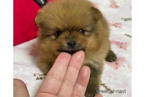 成約済の埼玉県のポメラニアン-150004の1枚目