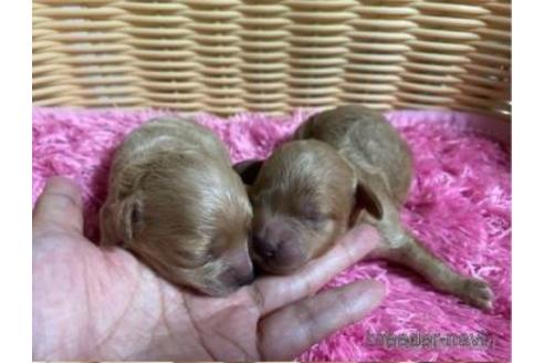 成約済の秋田県のミックス犬-150416の11枚目