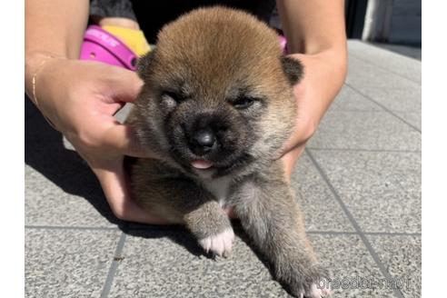 成約済の長崎県の柴犬-150518の5枚目